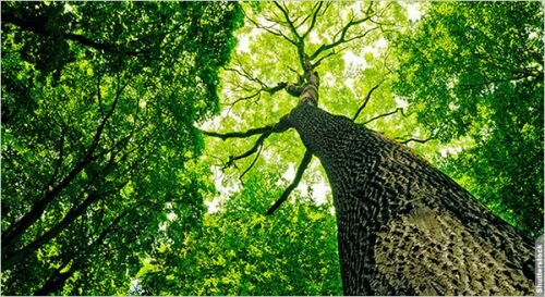 NASA Satellite Will Capture Important Data from Glowing Plants